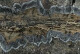 Mammoth Molar Slice With Case - South Carolina #291073-1